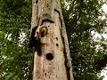 serpent vs oiseau