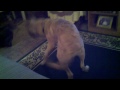 Rex the dog at papaw's house.