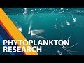 Small but mighty - studying marine phytoplankton