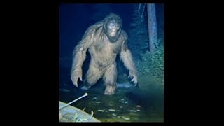 Shocking New Bigfoot Footage This Scary Video Was Just Captured On Camera