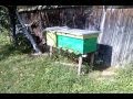 Puiet la zbor in stupul cu 3 matci