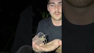 Can I Hold A Wandering Spider???