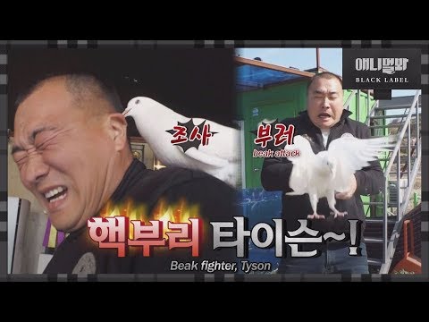비둘기가 화나면 이렇게 무섭습니다 여러분 (feat.99-9999-99)ㅣWhat happens when you name a pigeon Tyson?