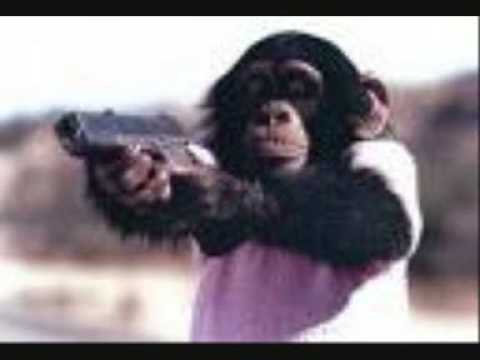 attacked by chimp. Chimp Attack - Fox News Feb