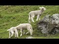 Crazy Cute Baby Lamb Playing And Jumping- Have a Lot Of Fun