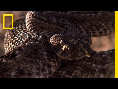 Rattlesnake vs. Rat