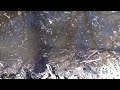 Mosquito Larvae and Pupae (Culicidae) in Wetlands Area