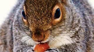 Squirrel Chirp