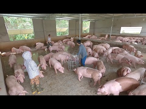 Bắt lợn bán cho thương lái - lợn đẹp thế này bán quá sướng