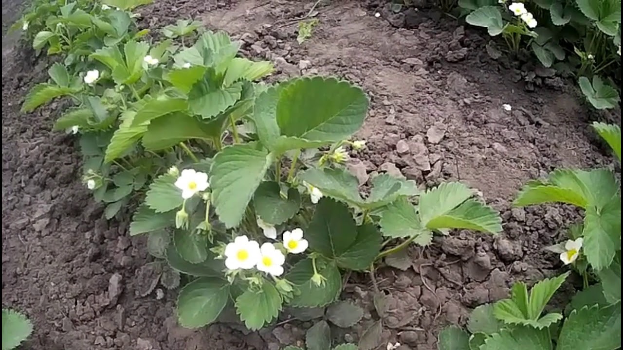 Чем подкормить клубнику до цветения Чем подкормить клубнику до цветения