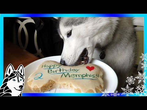 Blog Birthday Cake Recipes For A Dog
