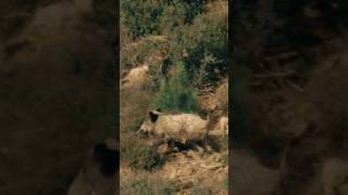 #wildboard #devotional #domuz #hunter #insta360 #avcı #azılı #köpek #action #att