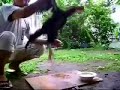 image Melatih Ayam Jago Aduan Pemula