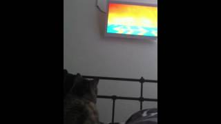 Cat Whatching Cat Movie Lion King