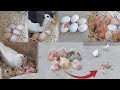 Put 6 eggs under the pigeon |Alhamdulillah 6 babies came out