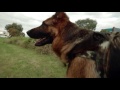 Overseas Pet Travel- How it works