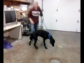 Animal ID 15113640 - black lab - 2/3/12 Independence, Missouri Animal Shelter