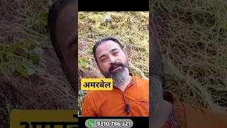 Amarbel Cuscuta Liver, Hair & Skin Remedy From Ancient Ayurveda