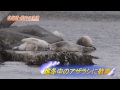 越冬中のアザラシに歓声 北海道・稚内の漁港