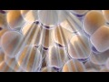 How CoolSculpting works - Fat freezing and reduction treatment