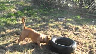 Staffy Crazy Kens New Toy