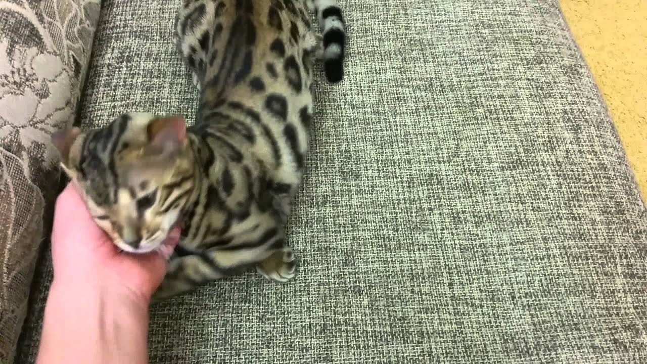 Как сделать кошке приятно во время течки Как сделать кошке приятно во время течки