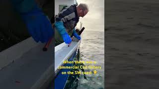 Open The Cod Fishery Catch Our Own Food