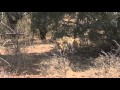 Matt W. Bow hunting Lion in Africa