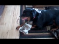 Shih Tzu Loves His Rottweiler