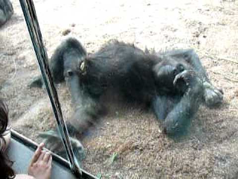赤ちゃんゴリラ@サンディエゴ動物園（Baby Gorilla at the San Diego Zoo）