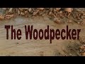 The Woodpecker Ep 73 - Building the new shop part 18 - The bottom of the walls