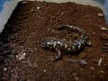 Tiger salamander hunting crickets