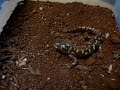 Tiger salamander hunting crickets
