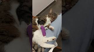 Une Personne Infâme À Donner Un Grand Coup À Ma Temis Elle Se Bat Contre Une Hémorragie Interne
