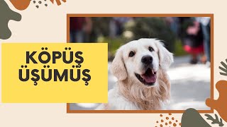 Üşüdüm Dedi Bizde Sardık Sarmaladık Üşüyen Yavru Köpek
