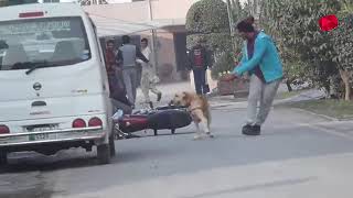 Real Dog Barank