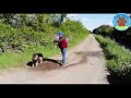 TOP Animal Rescues, Emotional/Inspiring/Funny Will Melt Your Heart Compilation. REAL LIFE HEROES