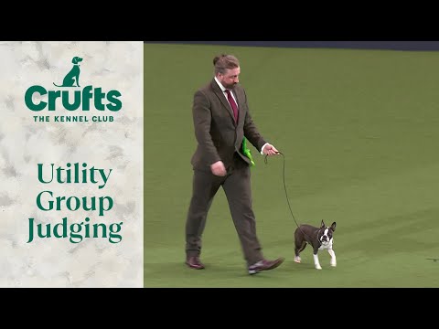 Utility Group Judging | Crufts 2024
