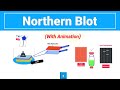 Northern Blot | Northern Blotting Technique (with animation)