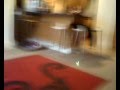 My dumb jack russell dog chasing a laser