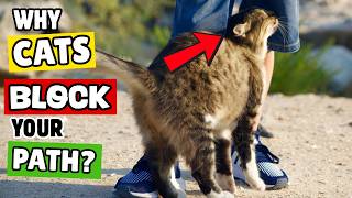 Why Your Cat Stops You Truth You Didnt Know
