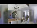 Funny dog and cats😂