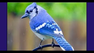 Bird watching offers safe-distancing hobby