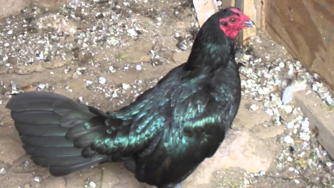 Image result for gallo gallina prieto