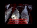 kuşadası balık turu kuşadası balık turu