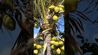 The Funny Woodpecker Plucked Two Coconut Bunches At The Same Time