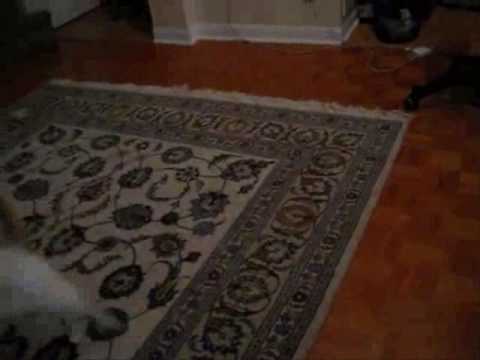 funny cats video. My Funny Cats Video - St.