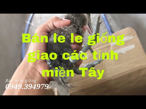 Bán Le le giống giao hàng các tỉnh miền Tây 0949.394979 Toản