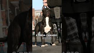 Top 10 Dogs With Strongest Bite Forcewhich One Is Your Favorite?