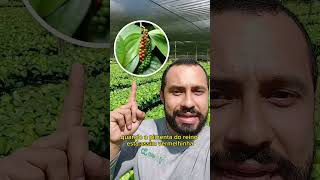 Pimenta Do Reino - Do Plantio Até A Sua Casa